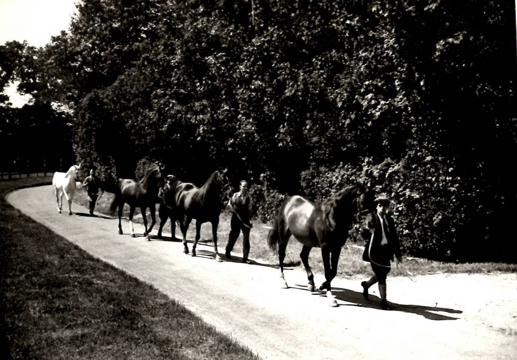 four men leading horses along a country lane