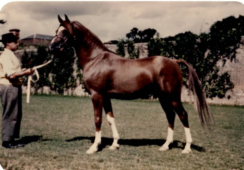 Chestnut stallion