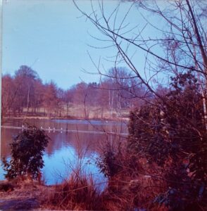 View of part of the lake with trees in the distance and bushes on the right.