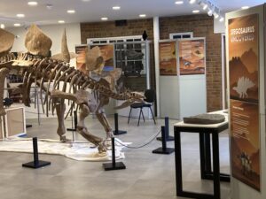 Close up view of Stegosaurus skeleton with table and cases around.